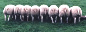 Beltex sheep at the trough!