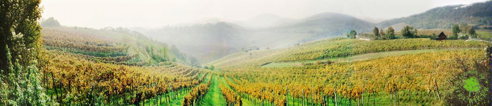 [Picture of the Vienna Vineyards]