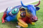 lying cow...