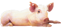 pig