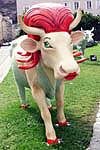 staring cow...