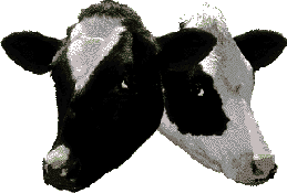 Picture of two cows...imagine if you cannot see it!