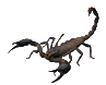 [Scorpion]