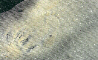 Angel's footprint from the 1st Earth Age (Believe it or not) it doesn't matter