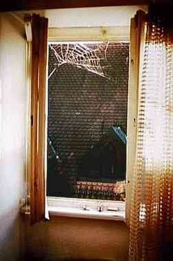 Window and spider web