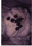 pipistrelli in riposo