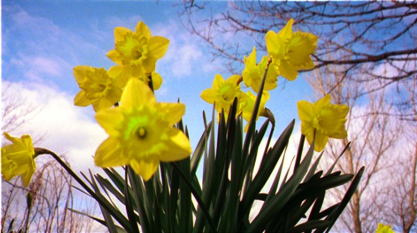 daffodils