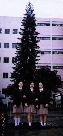 3tree.jpg