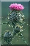 thistle