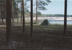 Vast pine forest