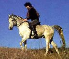 Andrea Bocelli with his horse