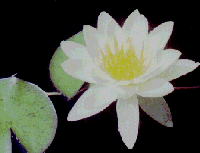 wh-lily.gif (12347 Ӧ줸)