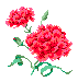 carnations