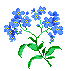 forget-me-not
