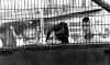 camp14 (hong kong).jpg (11467 bytes)