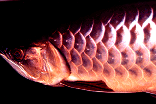 Vietnamarowana