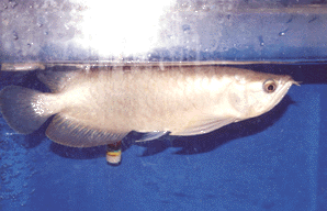 Vietnamarowana