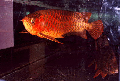 Vietnamarowana