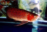 Vietnamarowana