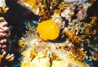 giallo1