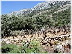 Villa Dingac - vine yards