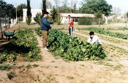 ipemo1.jpg (72597 bytes)
