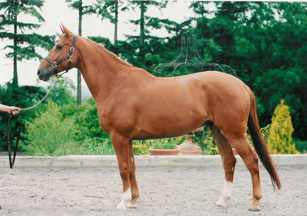 © Holme Trakehners