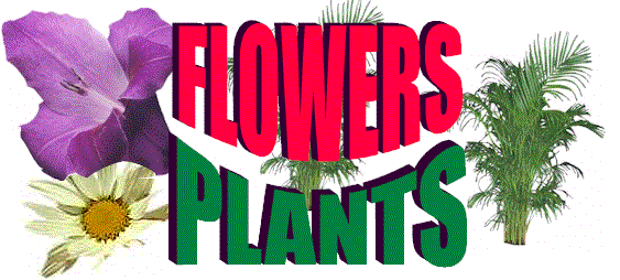 Flowers and Plants