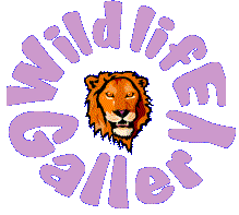 Wild Life Gallery