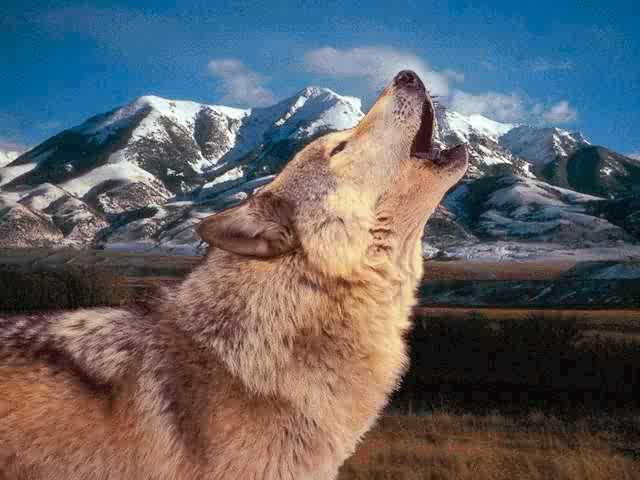 Howling Wolf