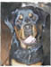 watercolor-Rottweiler