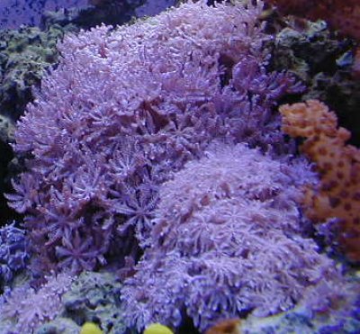 anthelia.jpg (48179 bytes)