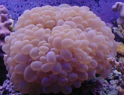 bubble1.jpg (26524 bytes)