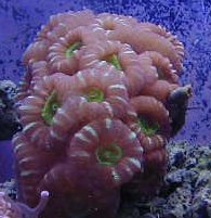 candy.jpg (12867 bytes)