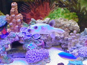 dogface2fin.jpg (26180 bytes)