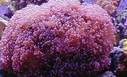 frogspawn.jpg (17268 bytes)