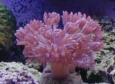 pompomfin.jpg (14764 bytes)