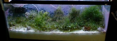 refugium1fin.jpg (15868 bytes)