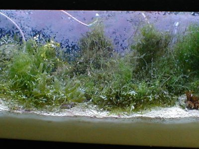 refugium2fin.jpg (33232 bytes)