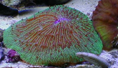 rightfungiafin.jpg (32299 bytes)