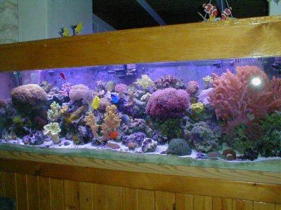 tankfull2fin.jpg (32856 bytes)