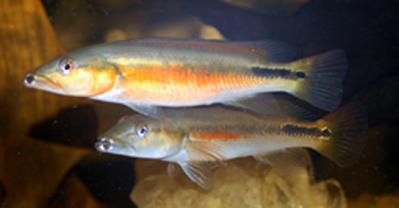 Crenicichla celidochilus 