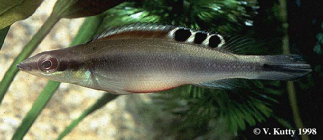 Crenicichla regani female