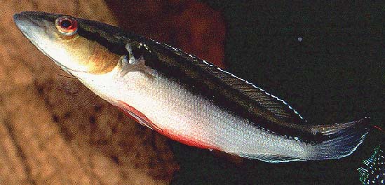 Crenicichla lucius male