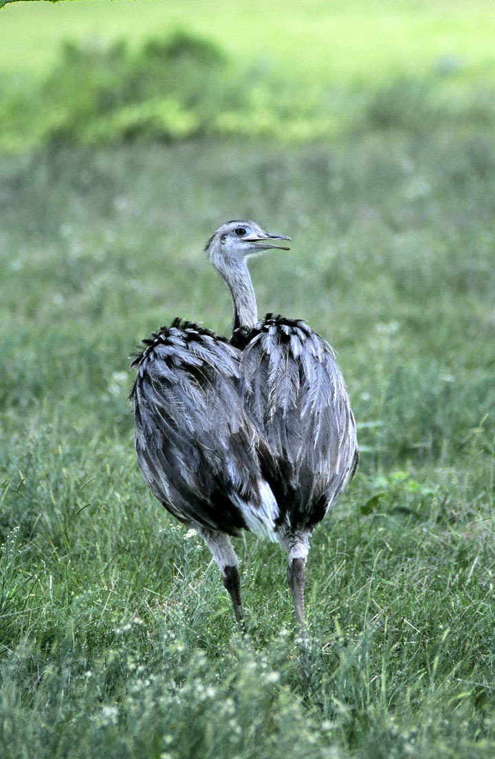 Rhea americana 