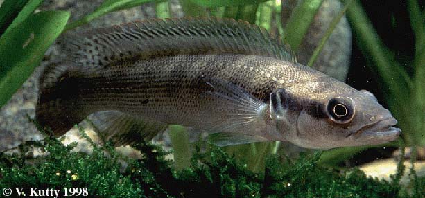 Crenicichla stocki