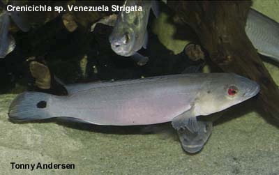Crenicichla sp. Venezuela adult coloration