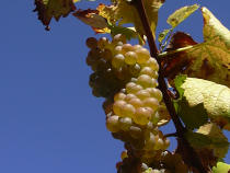 Uvas de Albariño