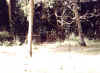 paambinkaavu