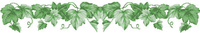 As an ivy